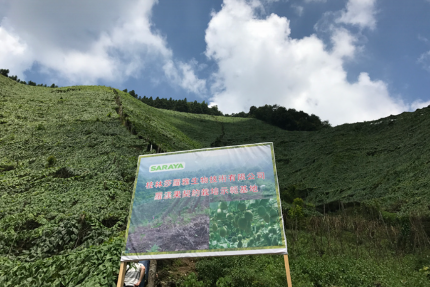 Guilin Saraya monkfruit fields